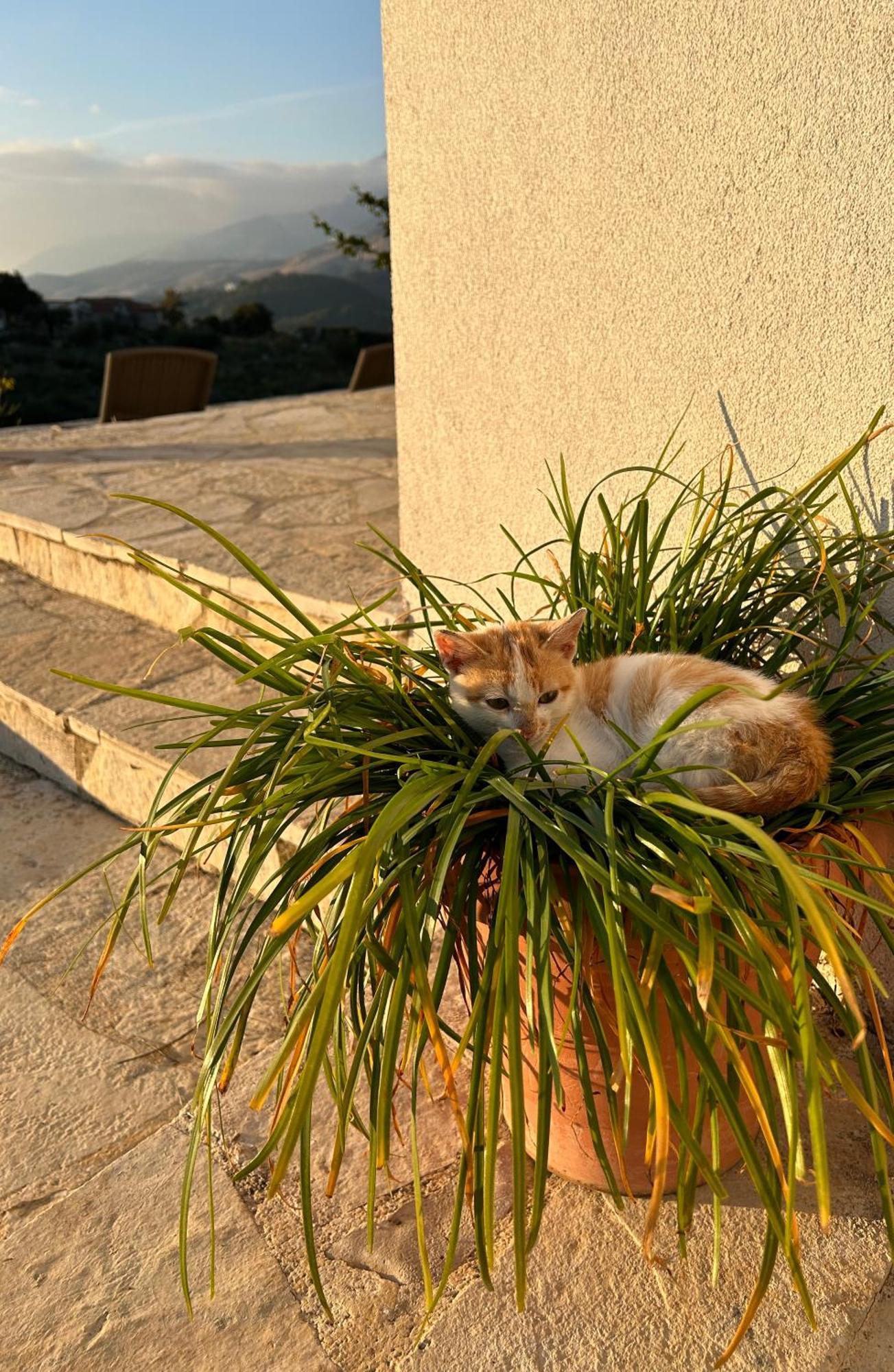 Hostel On The Hill - By Filikuri Beach Himare Exterior foto
